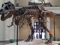 Volunteering at a Museum – Do I need DBS?